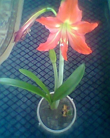 oranj nr 2 8.4.2013