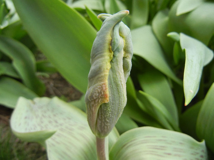 Tulipa Parrot (2013, April 07)