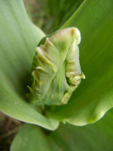 Tulipa Parrot (2013, April 07)
