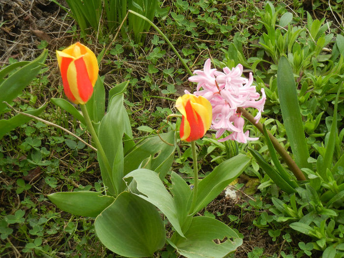 Spring colors (2013, April 08)