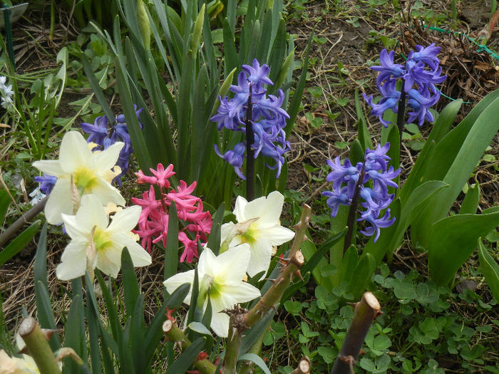 Spring colors (2013, April 08) - 04 Garden in April