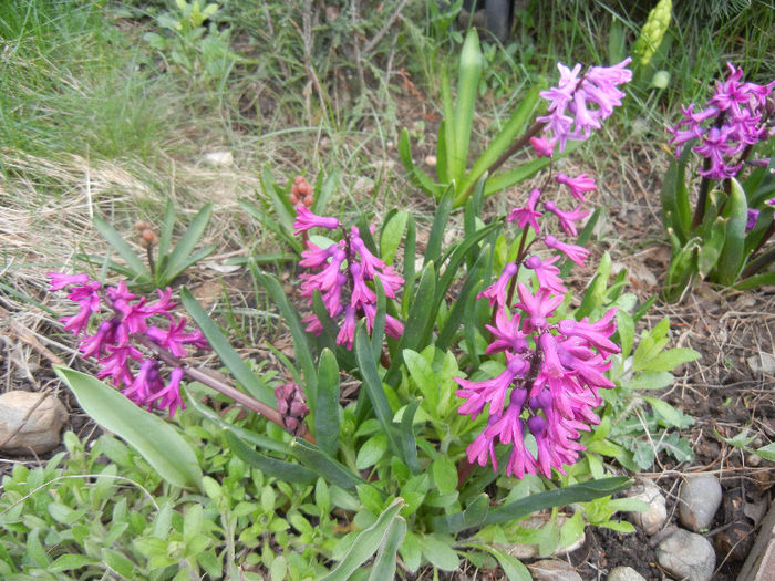 Spring colors (2013, April 08)