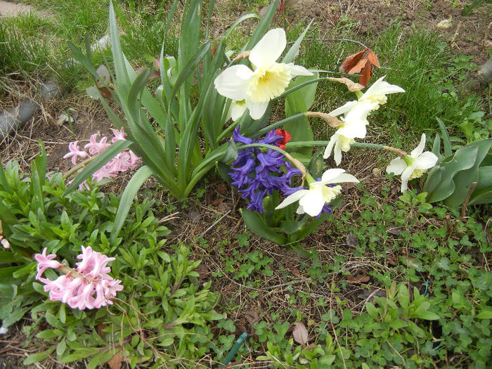 Spring colors (2013, April 08)