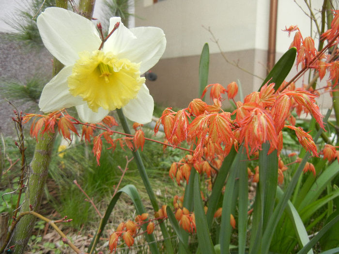 Spring colors (2013, April 08)
