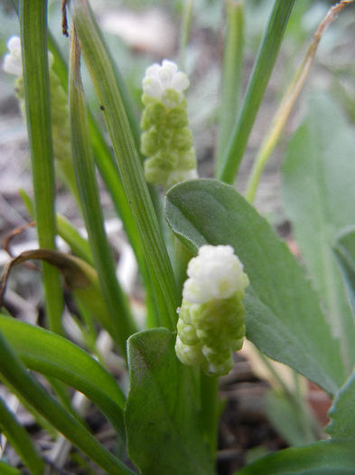 Muscari botryoides Album (2013, Apr.08)