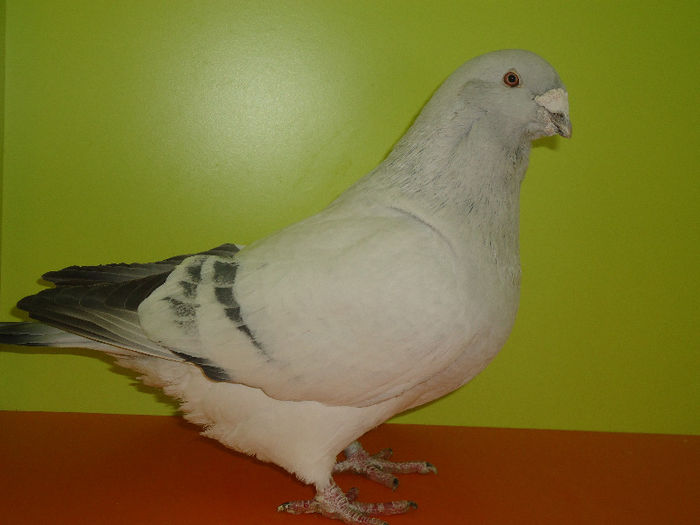 LUCIAN.CRAIOVA.MASCUL