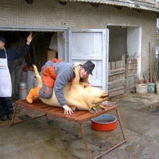 67067_504804902893057_1149797483_n - poze funny