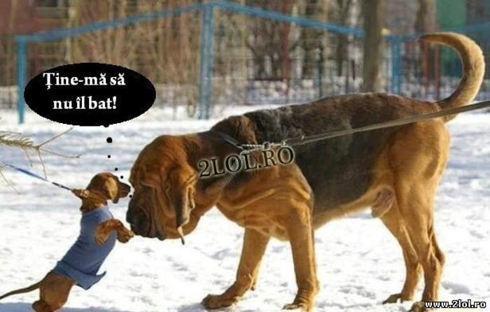 caine_furios-poze_haioase_cu_animale - poze funny