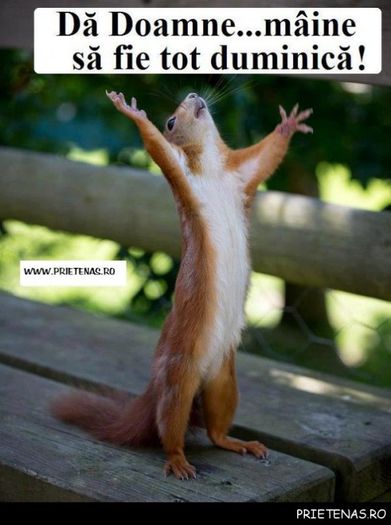 ce-bine-ar-fi-ca-maine-sa-fie-iar-duminica_poze_haioase_prietenas.ro_1-600x806 - poze funny