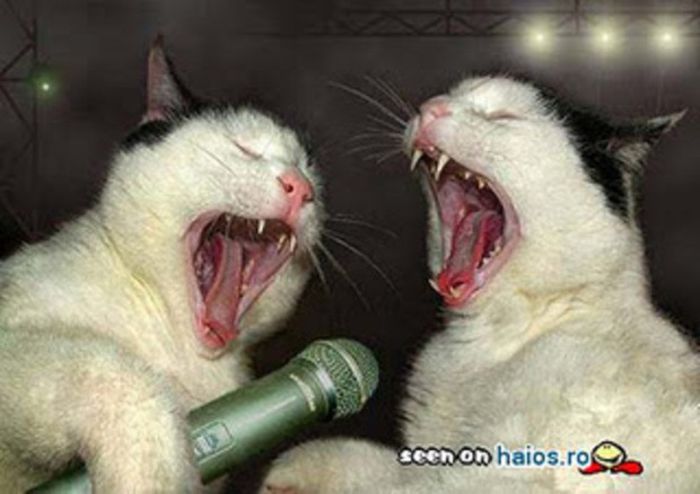 poze-haioase-92_379613a8ddb5fb - poze funny