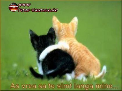 www_poze-haioase_ro__1192118107_711161 - poze funny