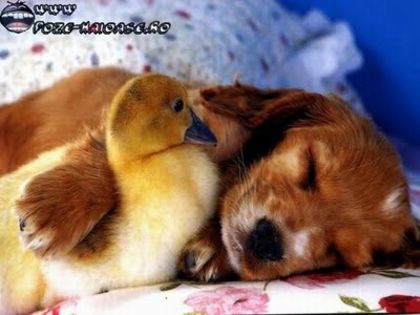 www_poze-haioase_ro__1238657132_357361 - poze funny