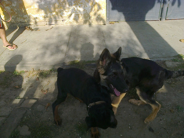 Fotografie0437 - ciini mei