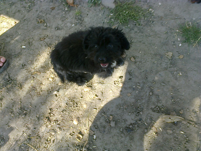 Fotografie0438 - ciini mei