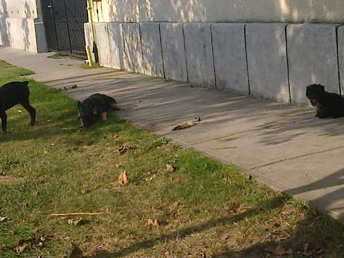 Fotografie0441 - ciini mei