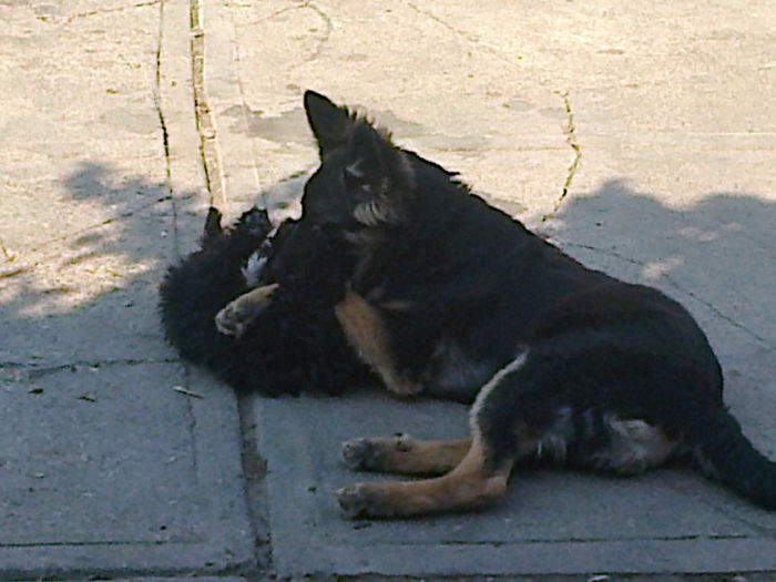 Fotografie0452 - ciini mei