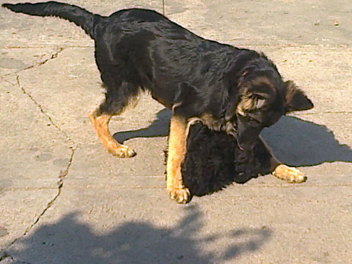 Fotografie0454 - ciini mei