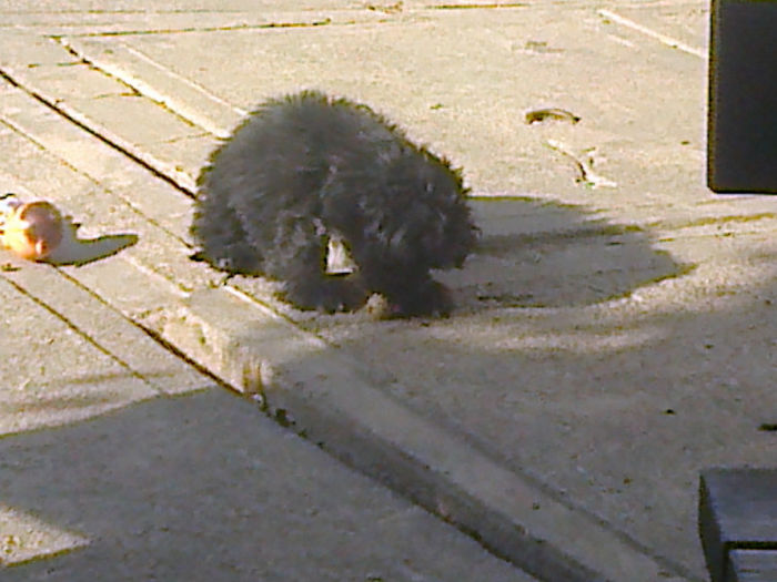 Fotografie0457 - ciini mei