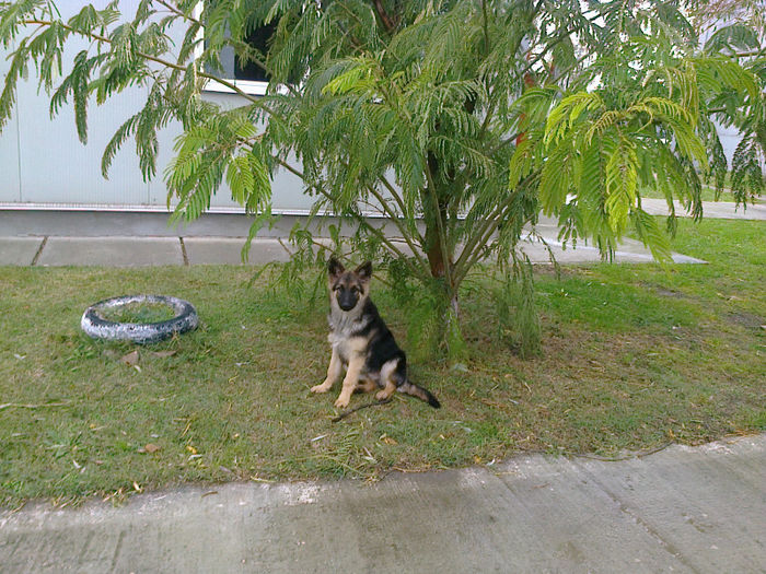 Fotografie0468 - ciini mei