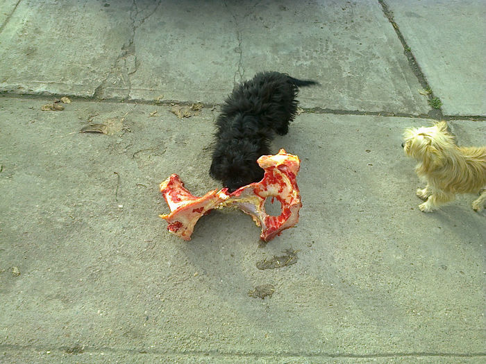 Fotografie0482 - ciini mei