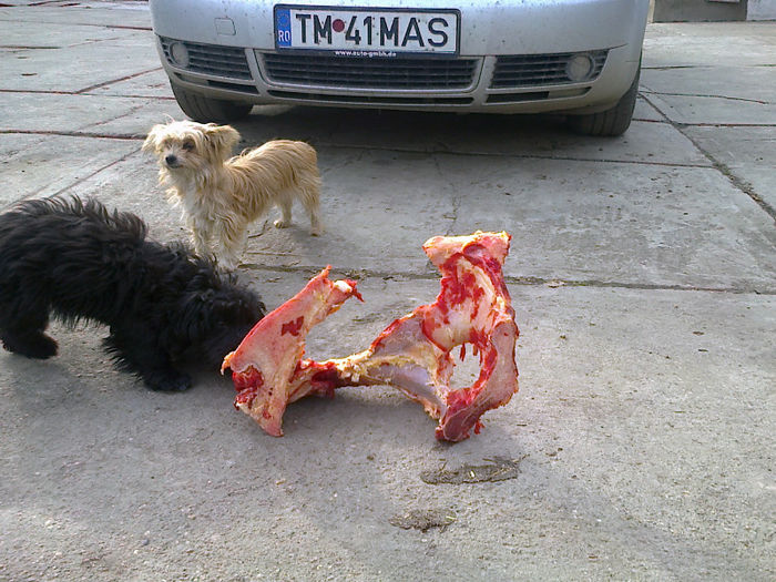 Fotografie0483 - ciini mei