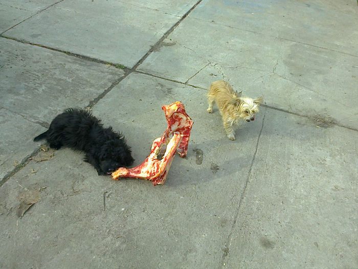 Fotografie0484 - ciini mei