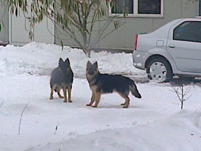 Fotografie0585 - ciini mei