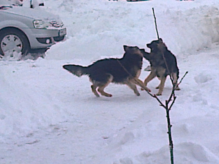 Fotografie0587 - ciini mei