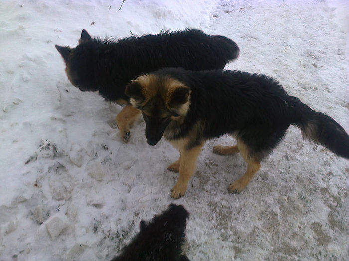 Fotografie0594 - ciini mei