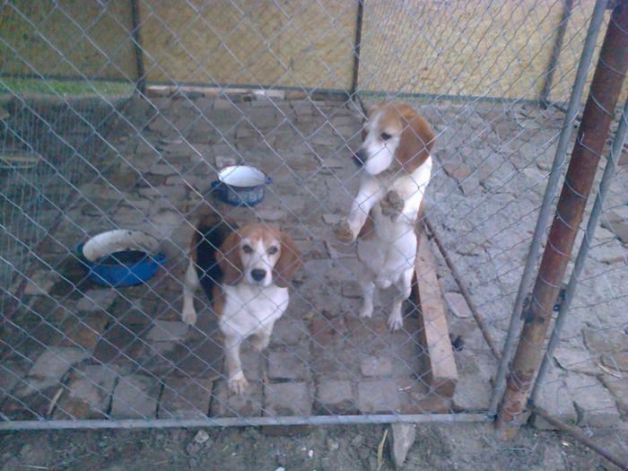 Fotografie0776 - ciini mei