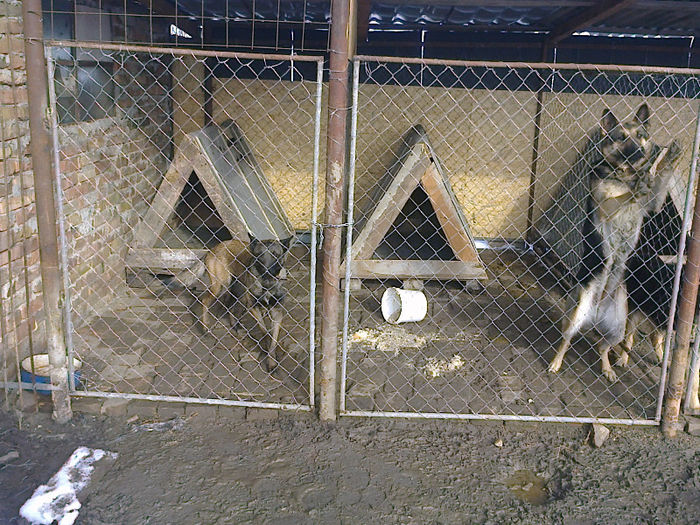 Fotografie0805 - ciini mei