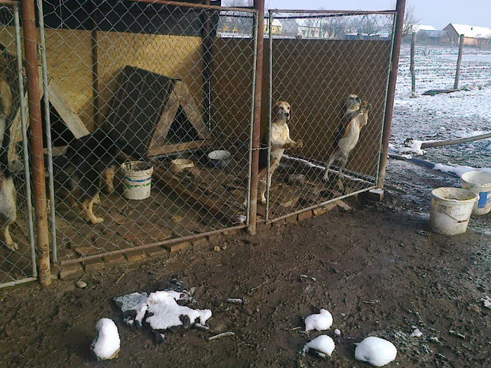 Fotografie0806 - ciini mei