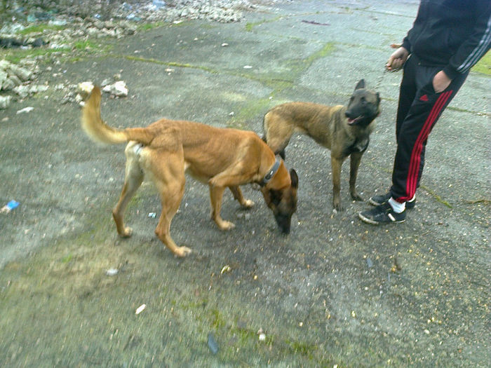 Fotografie0809 - ciini mei