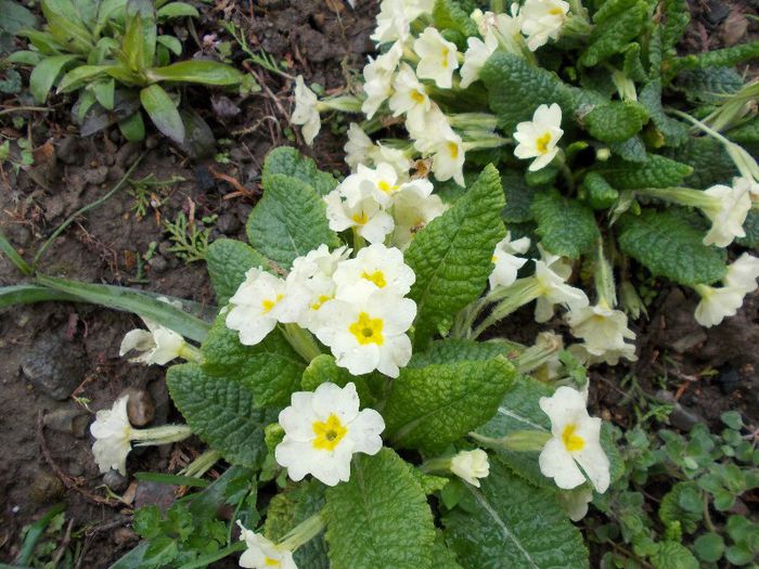 Copy of DSCN0156 - primavara 2013