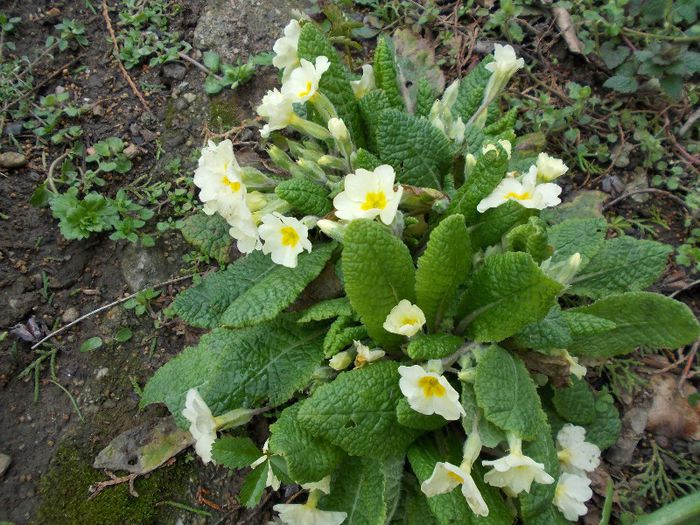 Copy of DSCN0157 - primavara 2013