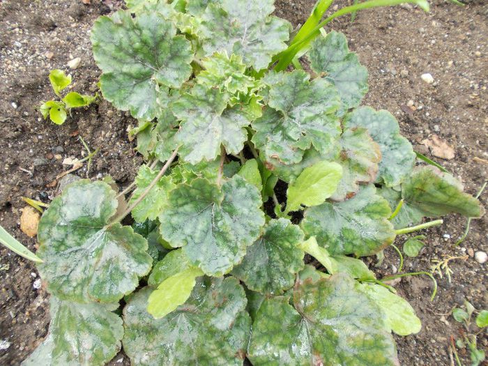 Copy of DSCN0159 - primavara 2013