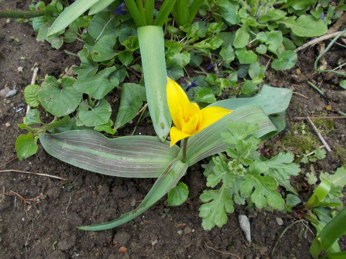 Copy of DSCN0183 - primavara 2013