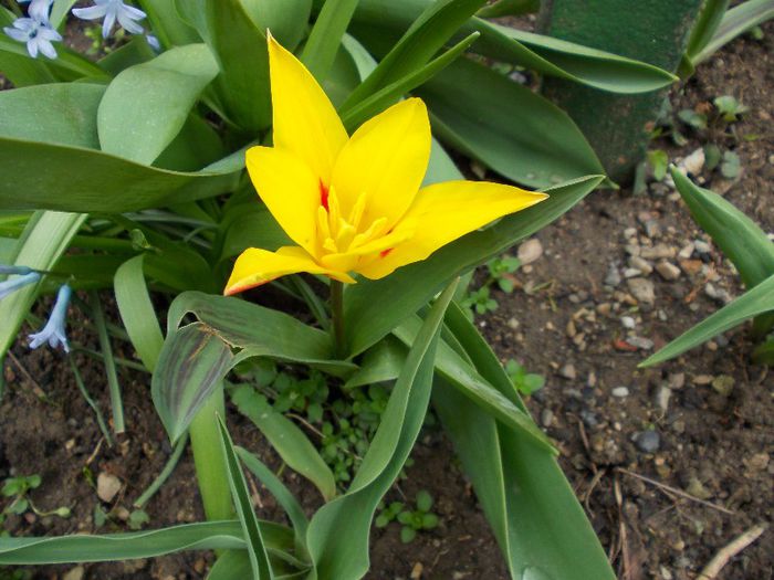 Copy of DSCN0185 - primavara 2013