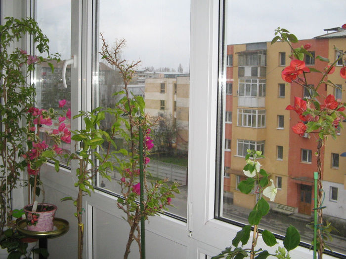 IMG_2100 - 000 Bougainvillea 2013 - 2014