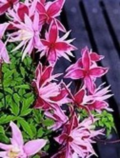 Clematis_macropetala_Markhams - wish list