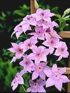 Clematis_Pink_Fantasy