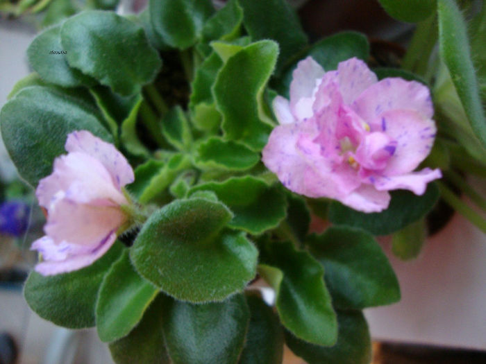 DSC06840 - Violete 2013