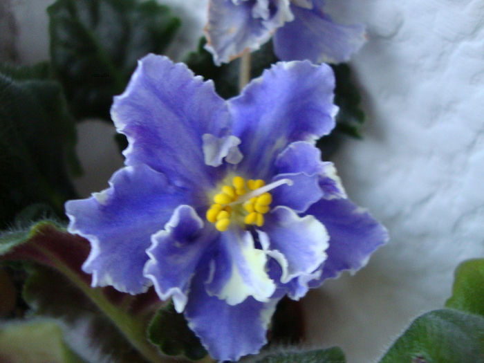 rs jar ptita - Violete 2013