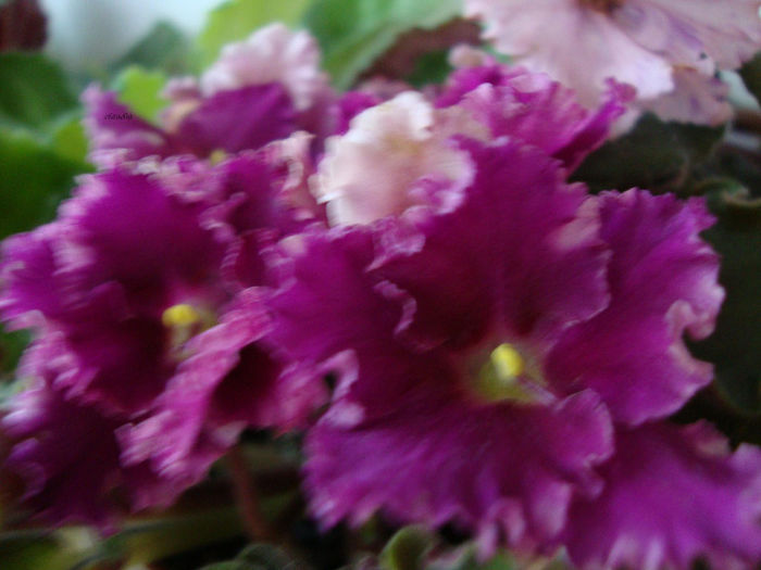 DSC06846 - Violete 2013