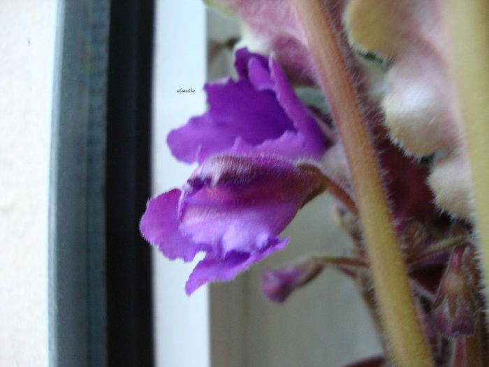 DSC06848 - Violete 2013