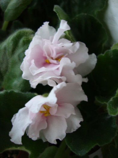 DSC06849 - Violete 2013