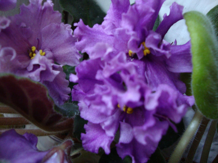 rs arlekino - sport - Violete 2013