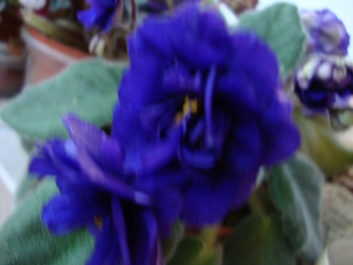 DSC06852 - Violete 2013