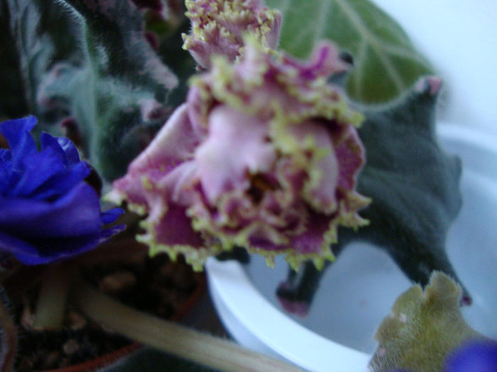 DSC06853 - Violete 2013
