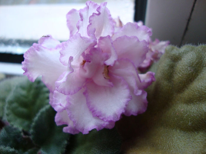 DSC06855 - Violete 2013